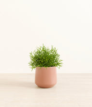 Lade das Bild in den Galerie-Viewer, Calm Rose*****Profile
