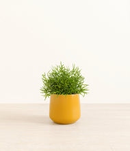 Lade das Bild in den Galerie-Viewer, Mustard*****Profile
