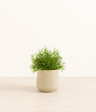 Load image into Gallery viewer, Almond Green*****Profile
