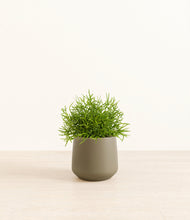 Load image into Gallery viewer, Olive*****Profile
