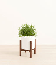Load image into Gallery viewer, White stand:walnut
