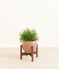Load image into Gallery viewer, Calm Rose stand:walnut
