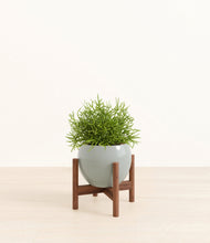 Load image into Gallery viewer, Deep Ocean stand:walnut
