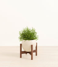 Load image into Gallery viewer, Shiny EggWhite stand:walnut

