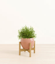 Load image into Gallery viewer, Calm Rose stand:bamboo
