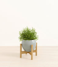 Load image into Gallery viewer, Deep Ocean stand:bamboo
