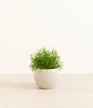 Load image into Gallery viewer, Shiny EggWhite*****Profile
