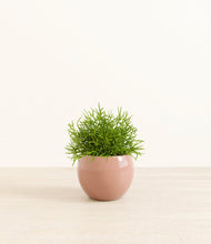 Load image into Gallery viewer, Calm Rose*****Profile
