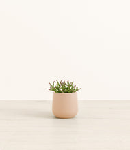 Load image into Gallery viewer, Gentle Pink*****Profile
