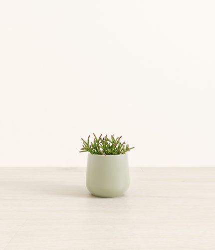 Turquoise*****Profile