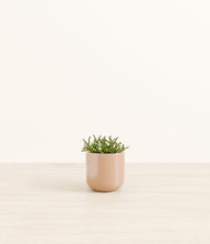 Load image into Gallery viewer, Glossy Pink*****Profile
