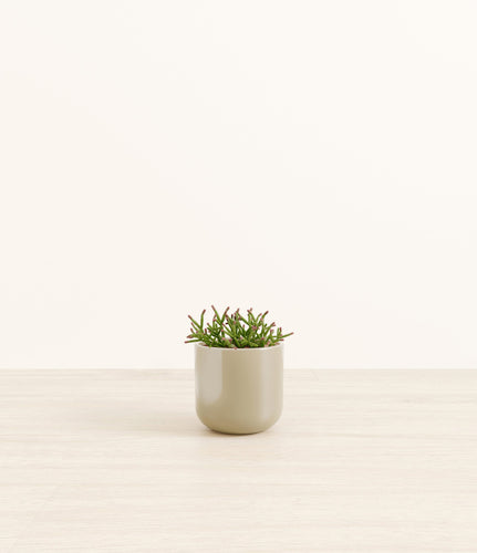 Sage Green*****Profile