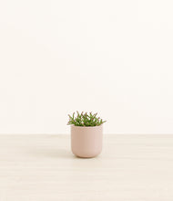 Load image into Gallery viewer, Sandy Pink*****Profile
