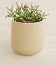 Load image into Gallery viewer, Almond Green stand:all
