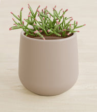 Load image into Gallery viewer, Eternal Gray stand:all
