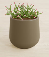 Load image into Gallery viewer, Olive stand:all
