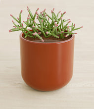 Load image into Gallery viewer, Glossy Red stand:all
