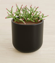 Load image into Gallery viewer, Stone Black stand:all
