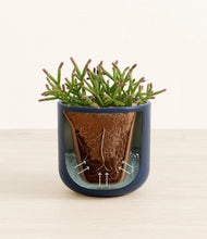 Load image into Gallery viewer, Twilight Blue stand:all
