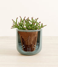 Load image into Gallery viewer, Reactive Aqua stand:all
