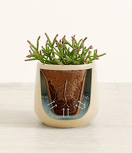 Load image into Gallery viewer, Almond Green stand:all
