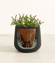 Load image into Gallery viewer, Black stand:all
