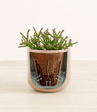 Load image into Gallery viewer, Glossy Pink stand:all
