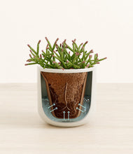 Load image into Gallery viewer, Cotton White stand:all
