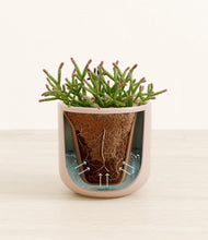 Load image into Gallery viewer, Sandy Pink stand:all
