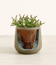 Load image into Gallery viewer, Olive stand:all
