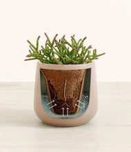 Load image into Gallery viewer, Eternal Gray stand:all
