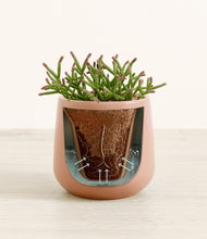 Load image into Gallery viewer, Calm Rose stand:all
