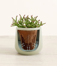 Load image into Gallery viewer, Turquoise stand:all
