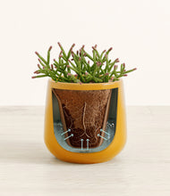 Load image into Gallery viewer, Mustard stand:all
