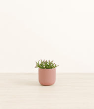Load image into Gallery viewer, Striped Rose Pink*****Profile
