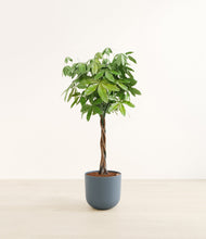 Load image into Gallery viewer, Iron Gray*****Profile
