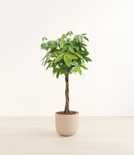 Load image into Gallery viewer, Sandy Pink*****Profile
