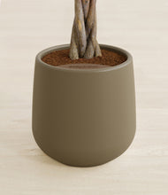 Load image into Gallery viewer, Olive stand:all
