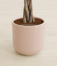 Load image into Gallery viewer, Sandy Pink stand:all
