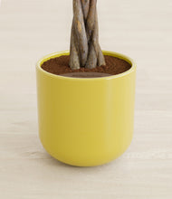 Load image into Gallery viewer, Key Lime Yellow stand:all
