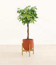 Load image into Gallery viewer, Earth Red stand:bamboo
