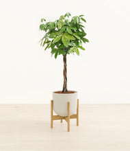 Load image into Gallery viewer, Natural Bamboo stand:bamboo
