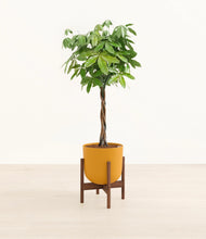 Load image into Gallery viewer, Sunset Orange stand:walnut
