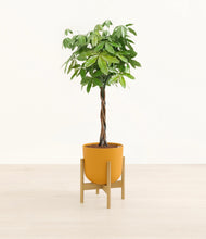 Load image into Gallery viewer, Sunset Orange stand:bamboo
