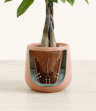 Load image into Gallery viewer, Calm Rose stand:all
