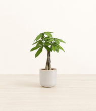 Load image into Gallery viewer, Snowdrift White*****Profile
