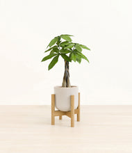Load image into Gallery viewer, Snowdrift White stand:bamboo
