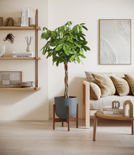 Load image into Gallery viewer, Iron Gray stand:walnut
