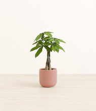 Load image into Gallery viewer, Striped Rose Pink*****Profile
