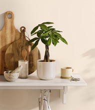 Load image into Gallery viewer, Snowdrift White
